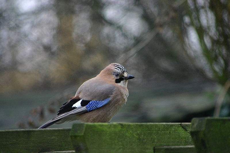 Besuch am Morgen