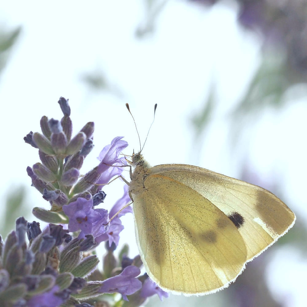 Besuch am Morgen...