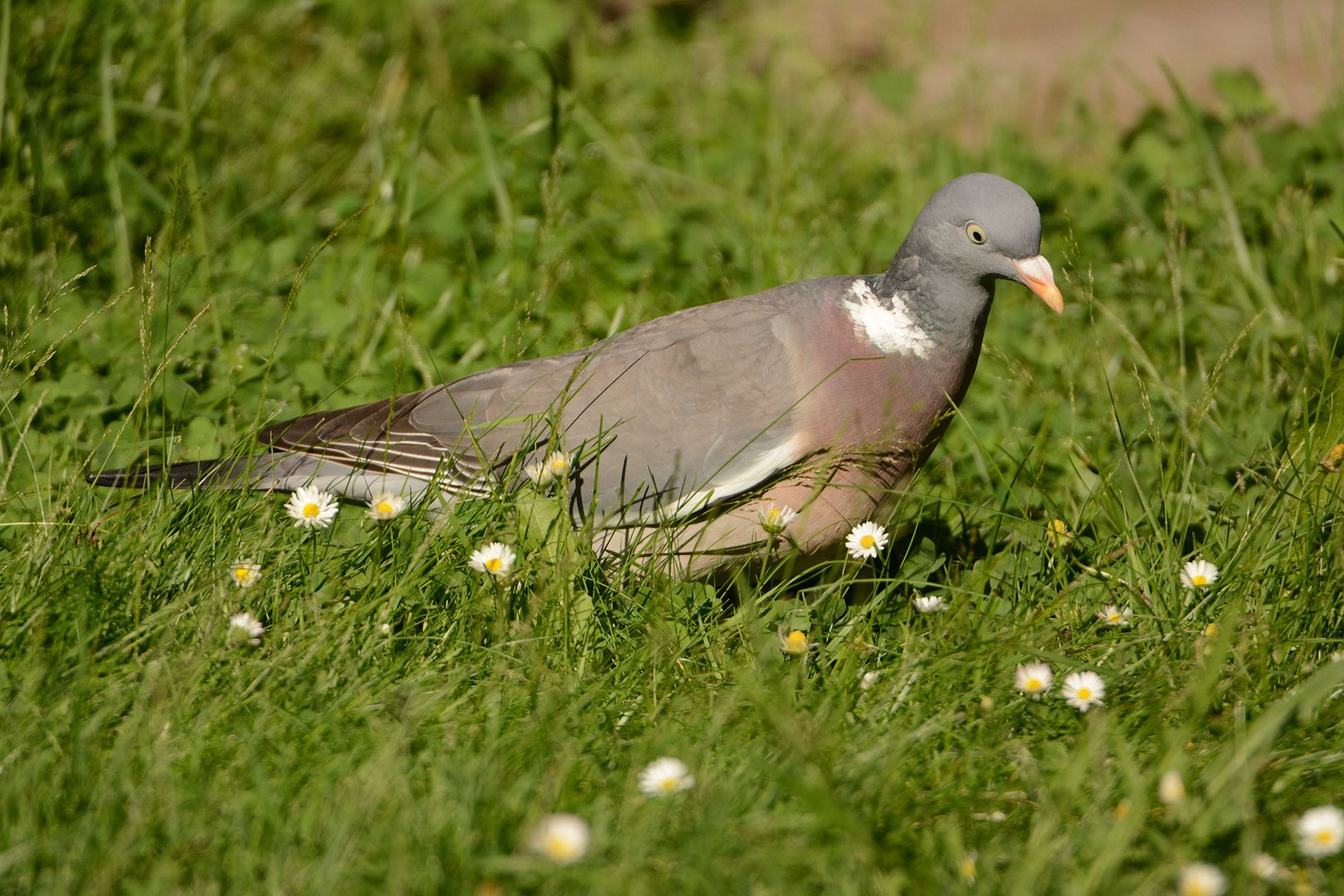 Besuch am Morgen in meinem Garten