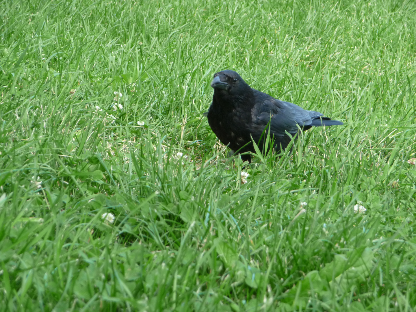 Besuch am Nachmittag