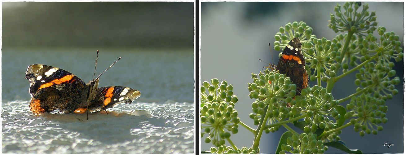 Besuch am Nachmittag