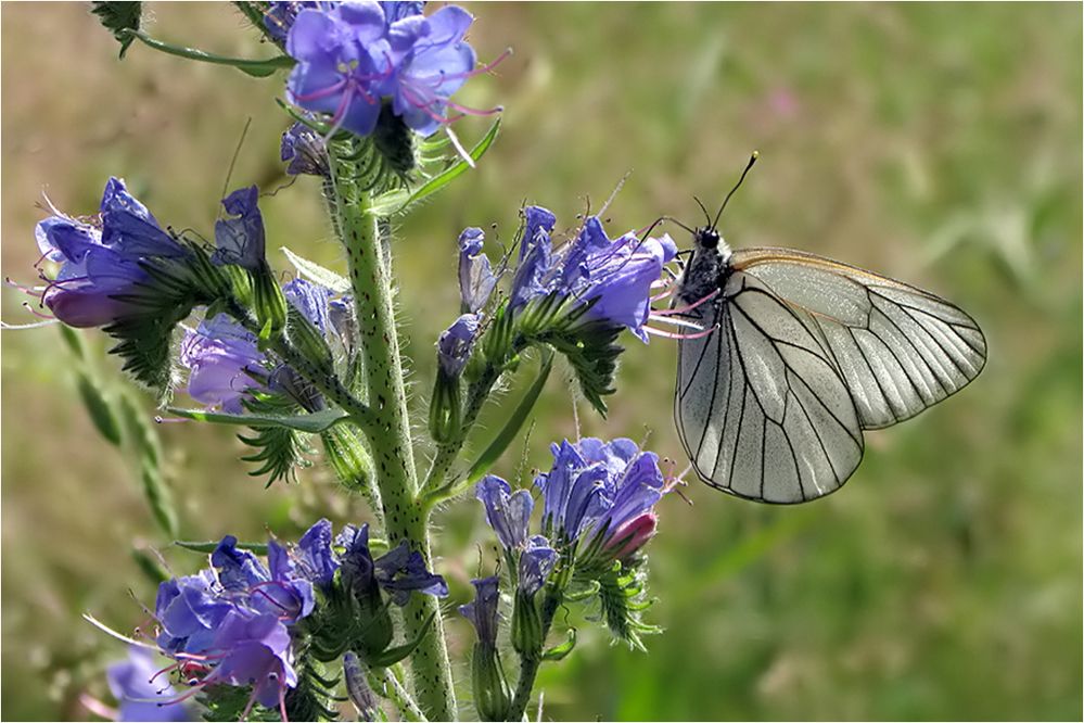  Besuch am Natternkopf