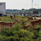 Besuch am NH-Hotel Zandvoort