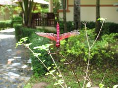 Besuch am Pool