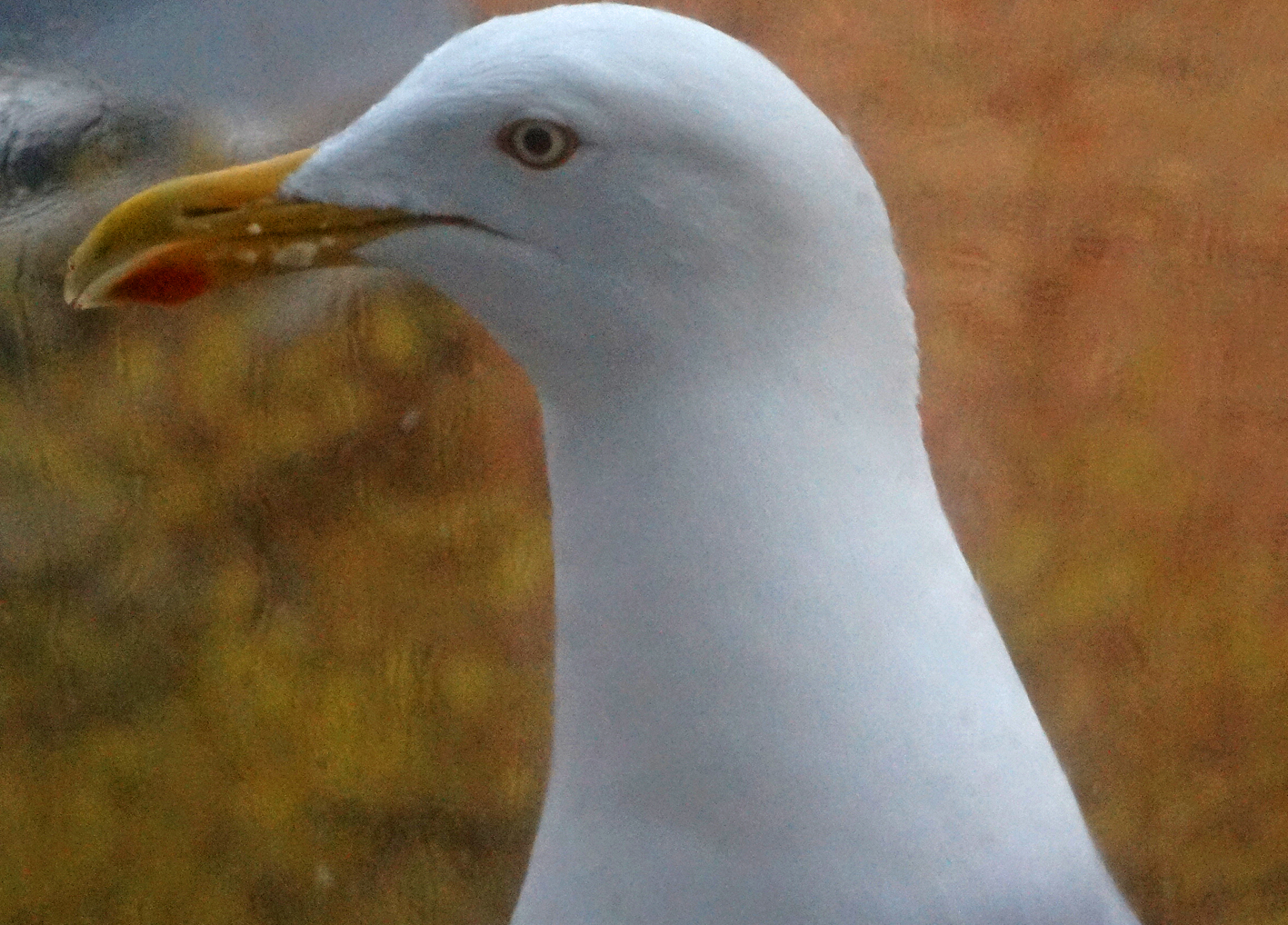 Besuch am Regenfenster