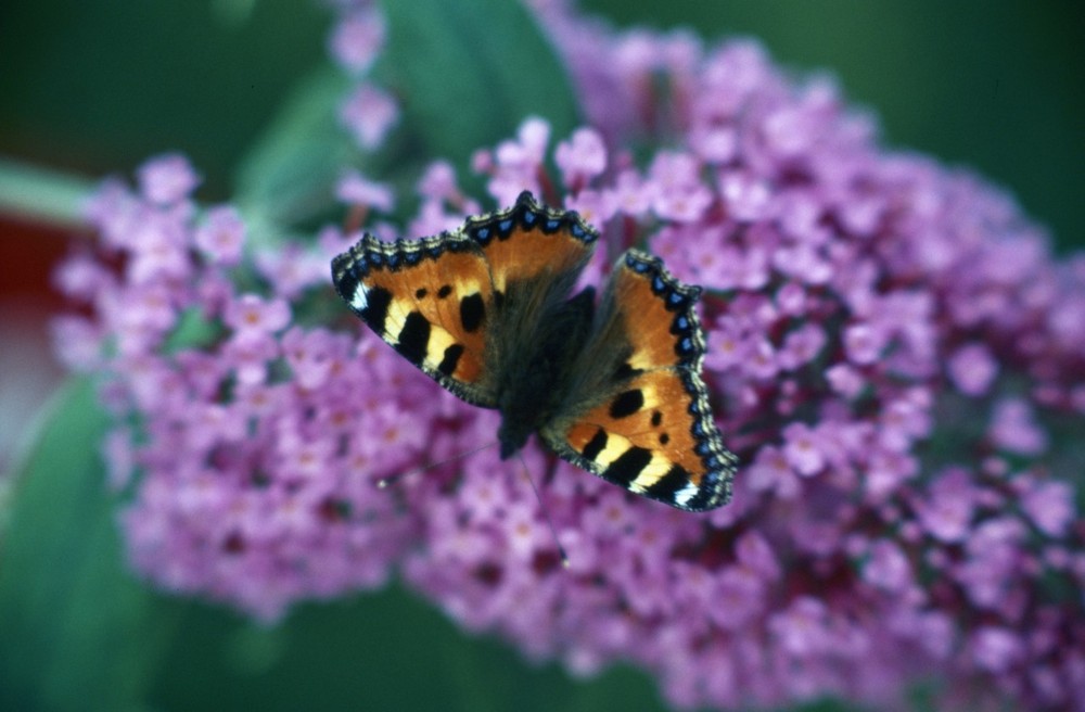 Besuch am Schmetterlingsbaum