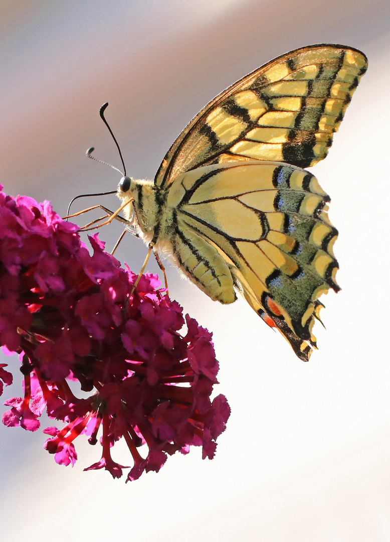 Besuch am-Schmetterlingsflieder