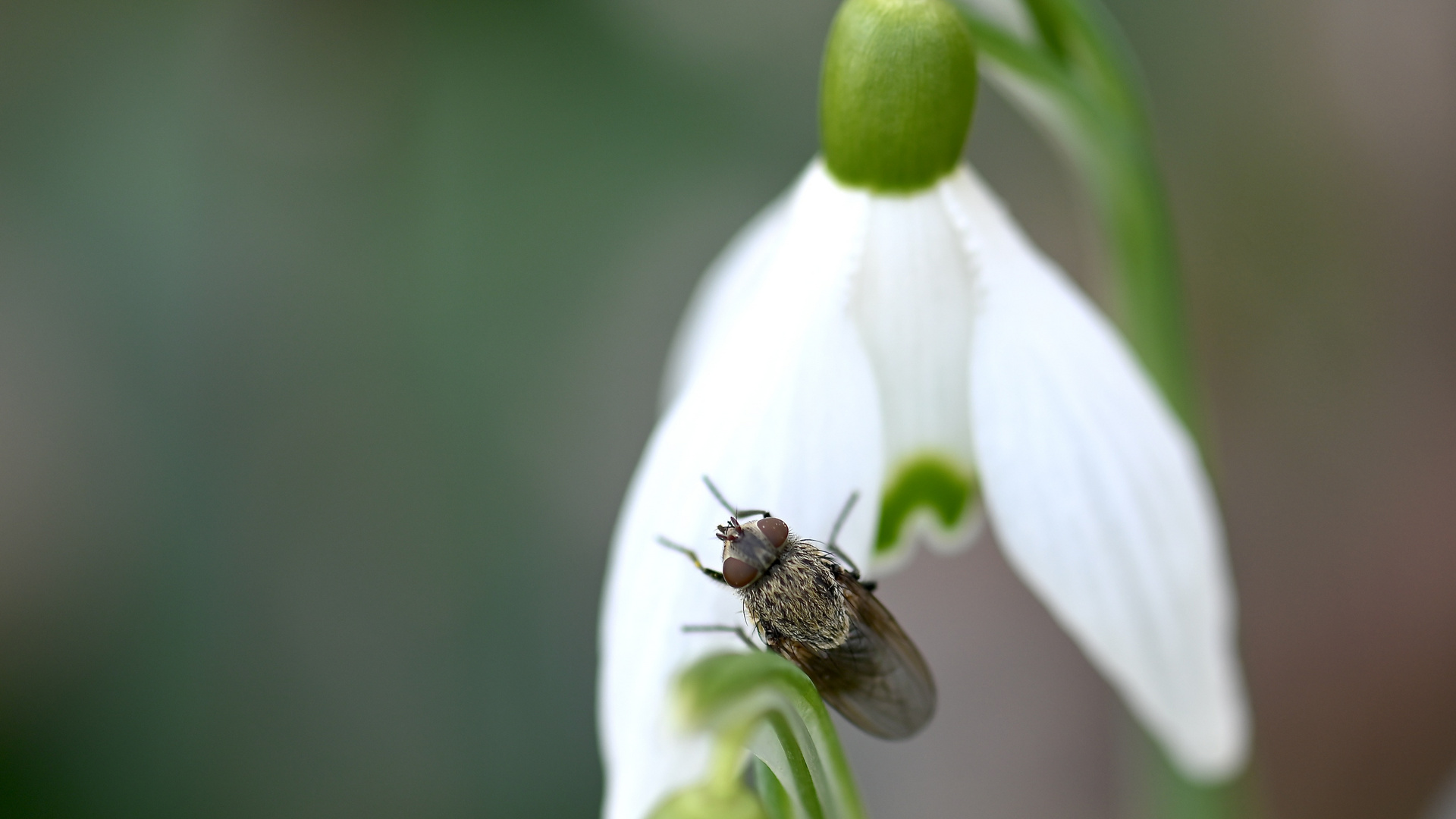 Besuch am Schneeglöckchen