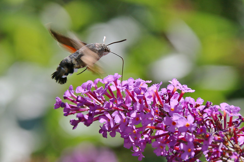 Besuch am Sommerflieder