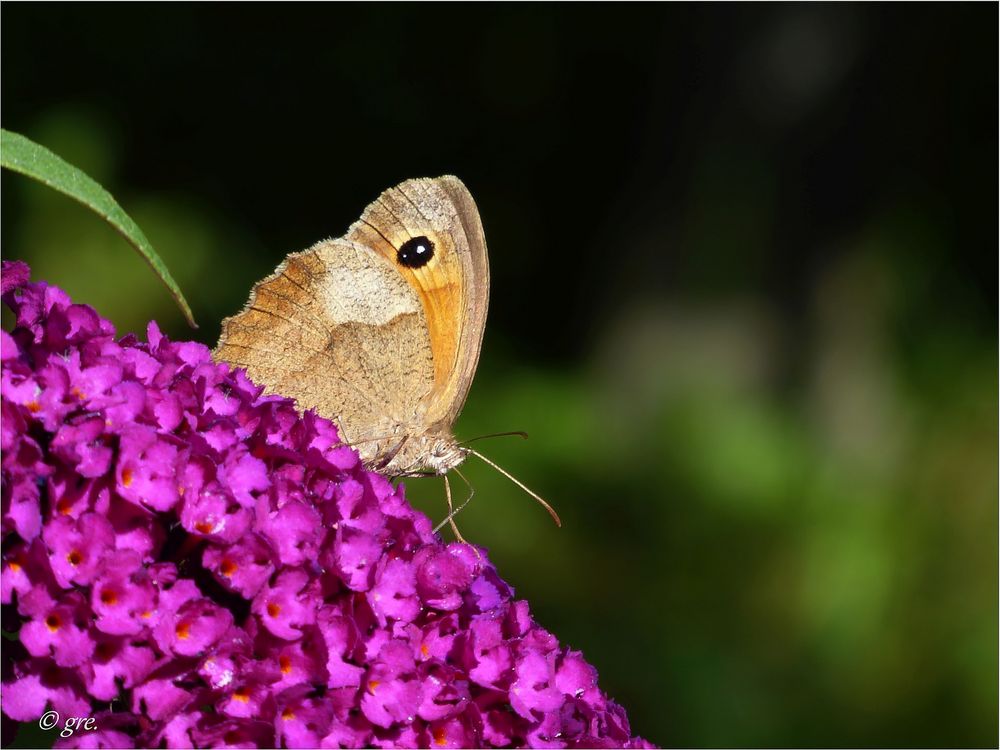 Besuch am Sommerflieder