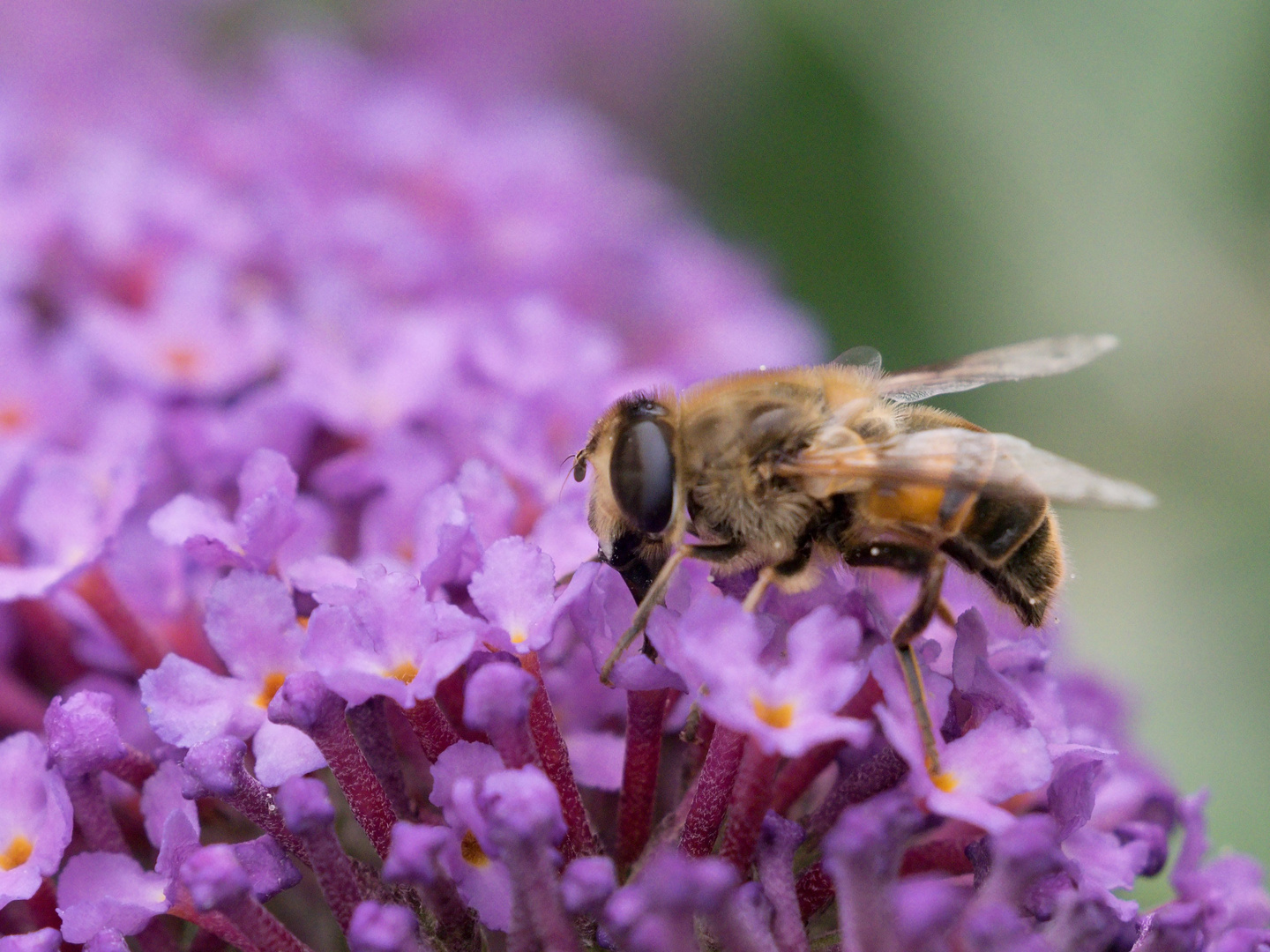 Besuch am Sommerflieder