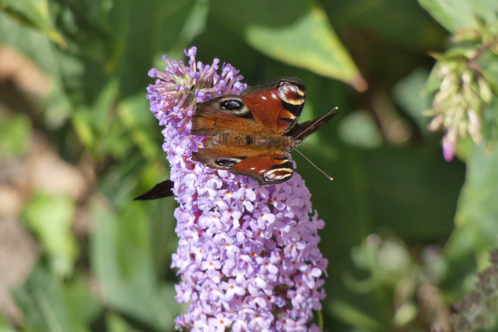 Besuch am Sommerflieder und Sonnenbad an der Jalousie