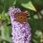 Besuch am Sommerflieder und Sonnenbad an der Jalousie