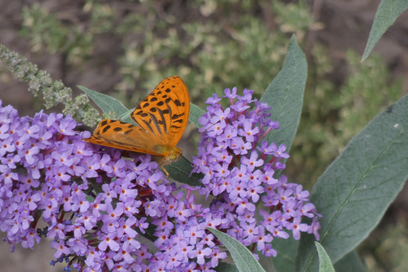 Besuch am Sommerflieder und Sonnenbad an der Jalousie