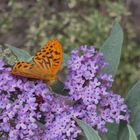 Besuch am Sommerflieder und Sonnenbad an der Jalousie