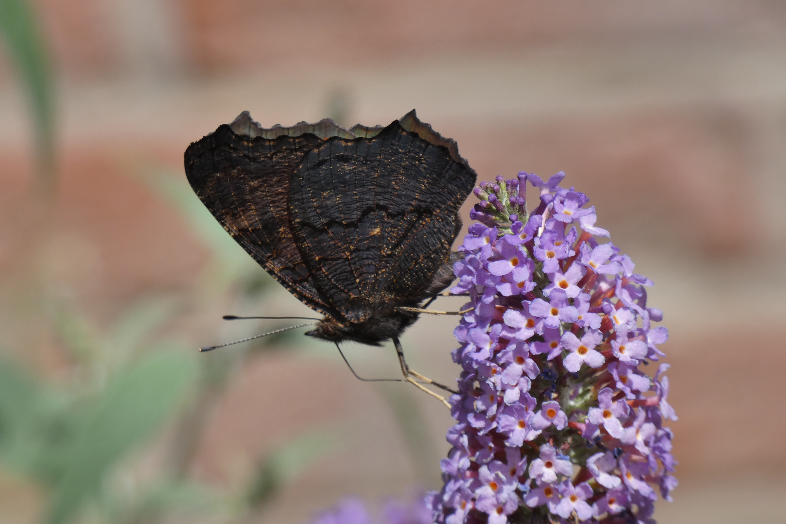 Besuch am Sommerflieder und Sonnenbad an der Jalousie