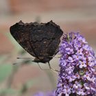 Besuch am Sommerflieder und Sonnenbad an der Jalousie