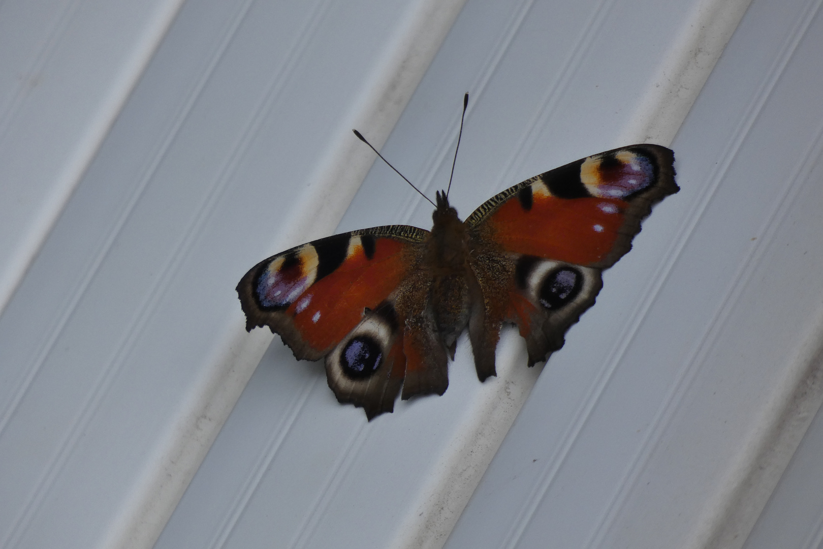 Besuch am Sommerflieder und Sonnenbad an der Jalousie