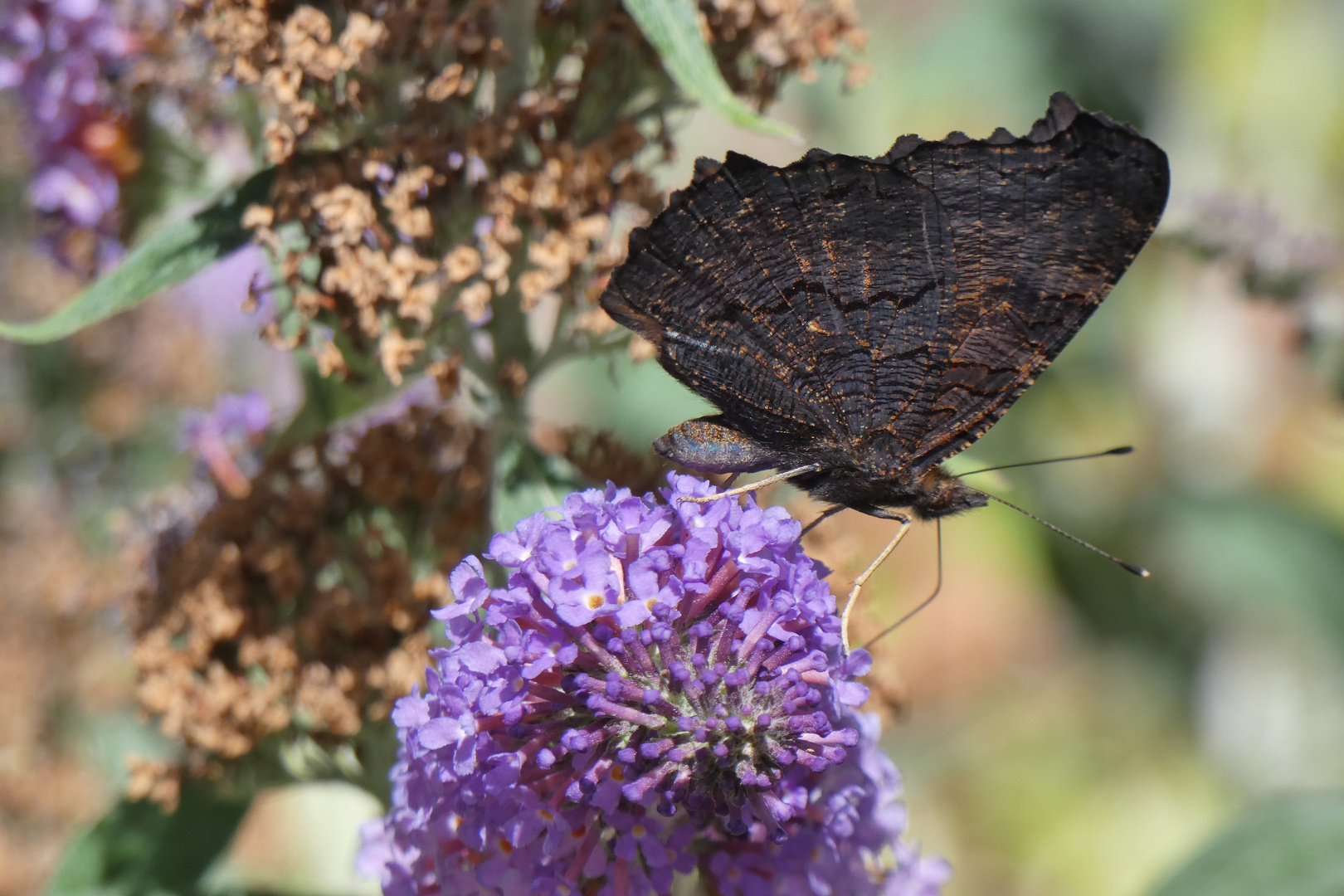 Besuch am Sommerflieder und Sonnenbad an der Jalousie