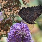 Besuch am Sommerflieder und Sonnenbad an der Jalousie