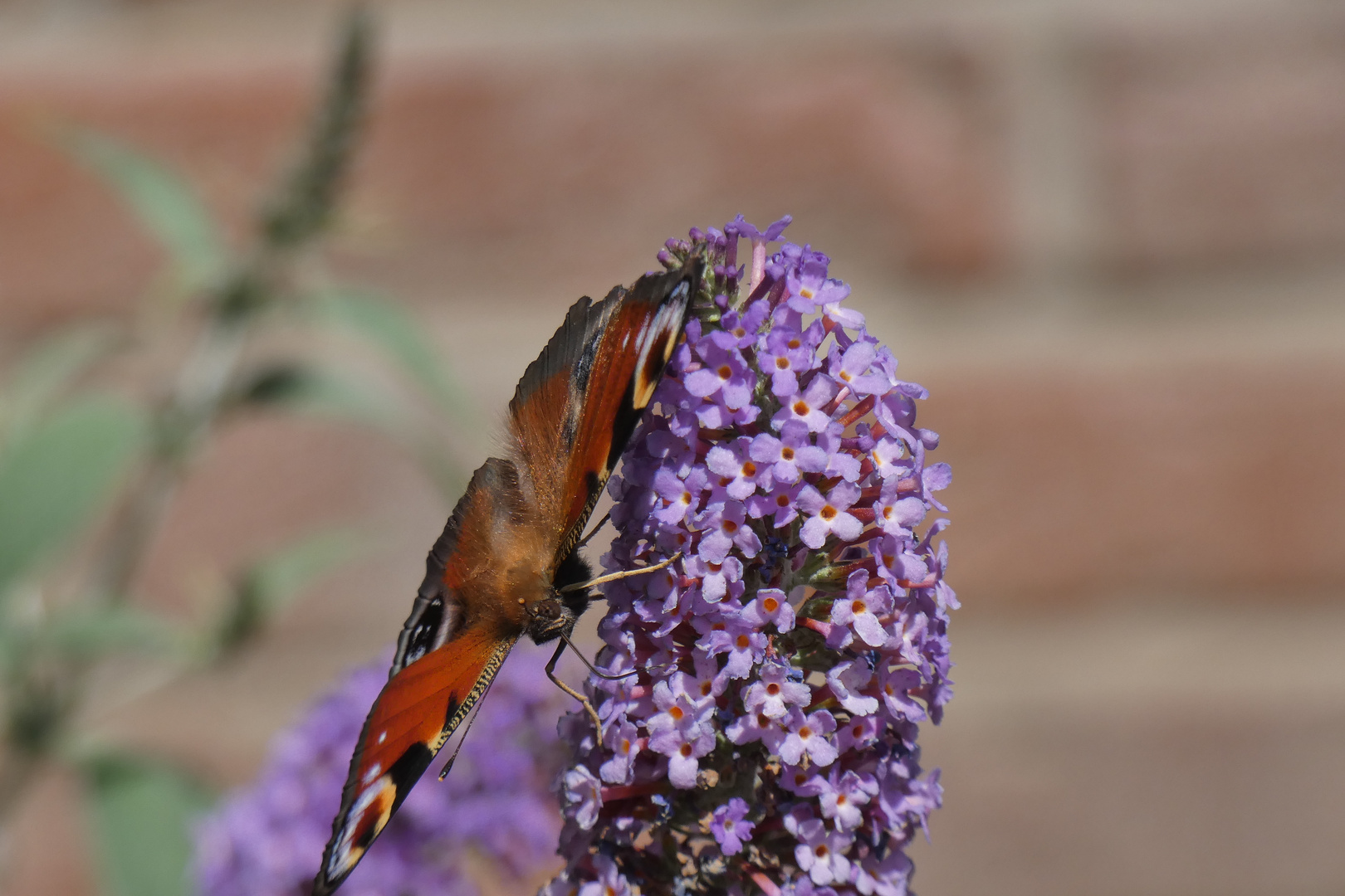 Besuch am Sommerflieder und Sonnenbad an der Jalousie