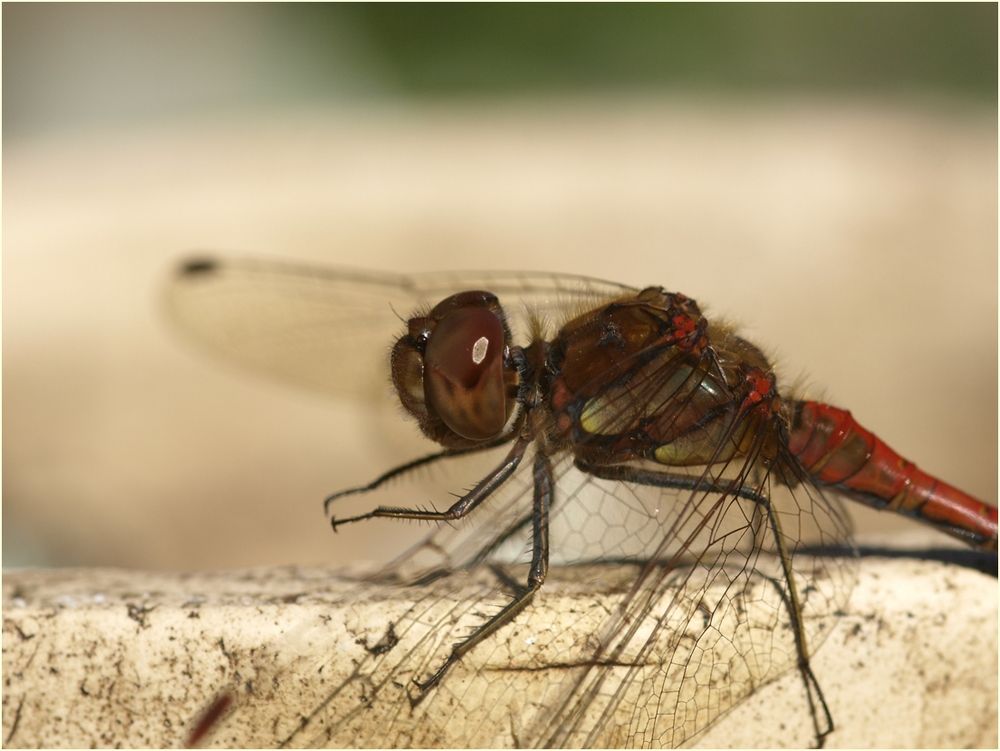 Besuch am Sonntag