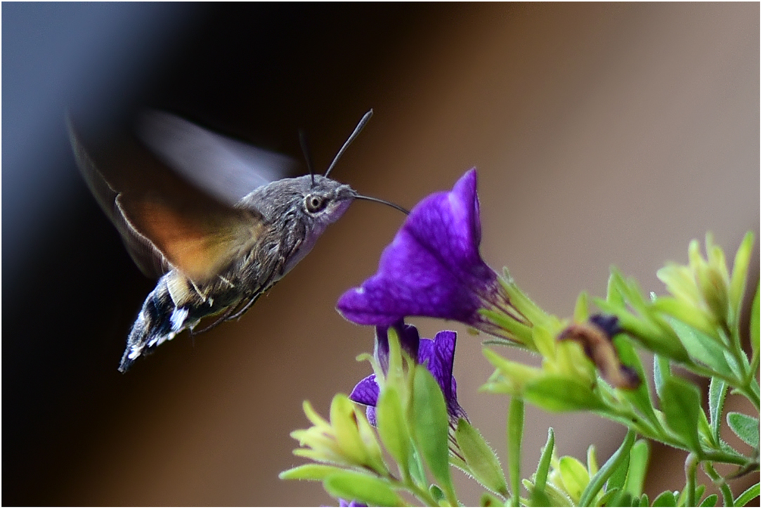 Besuch am Spätnachmittag