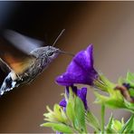 Besuch am Spätnachmittag