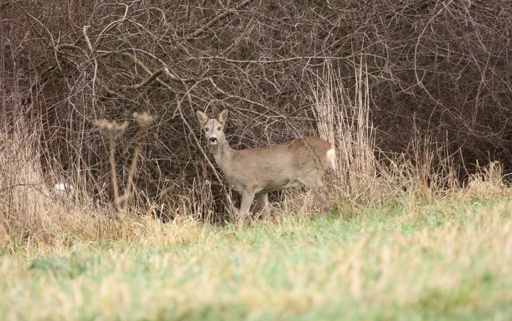 Besuch am Teich Foto & Bild tiere, wildlife, säugetiere Bilder auf