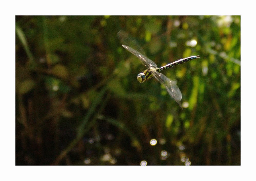 Besuch am Teich