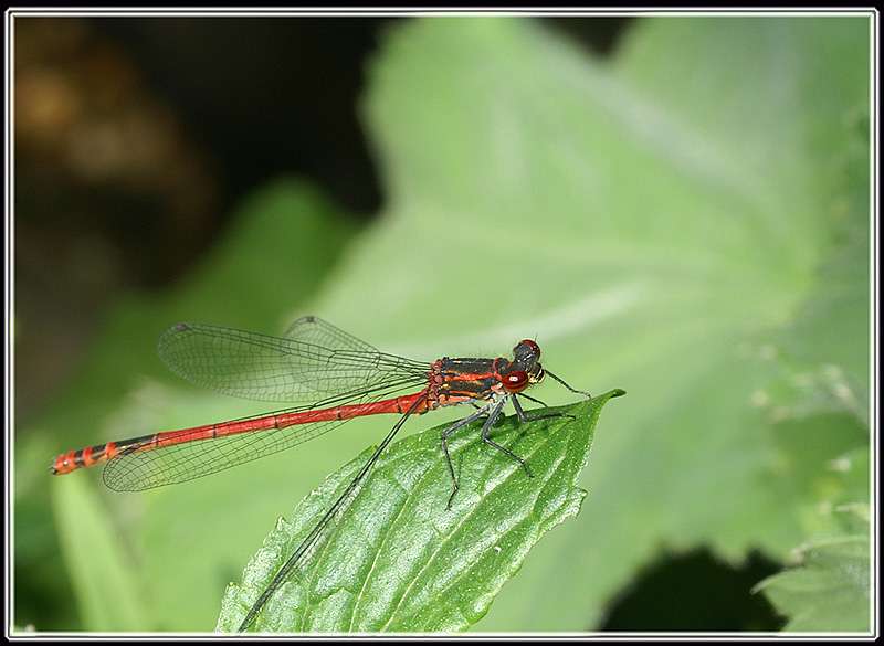 Besuch am Teich