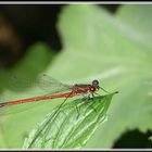 Besuch am Teich