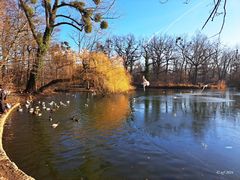 Besuch am Teich