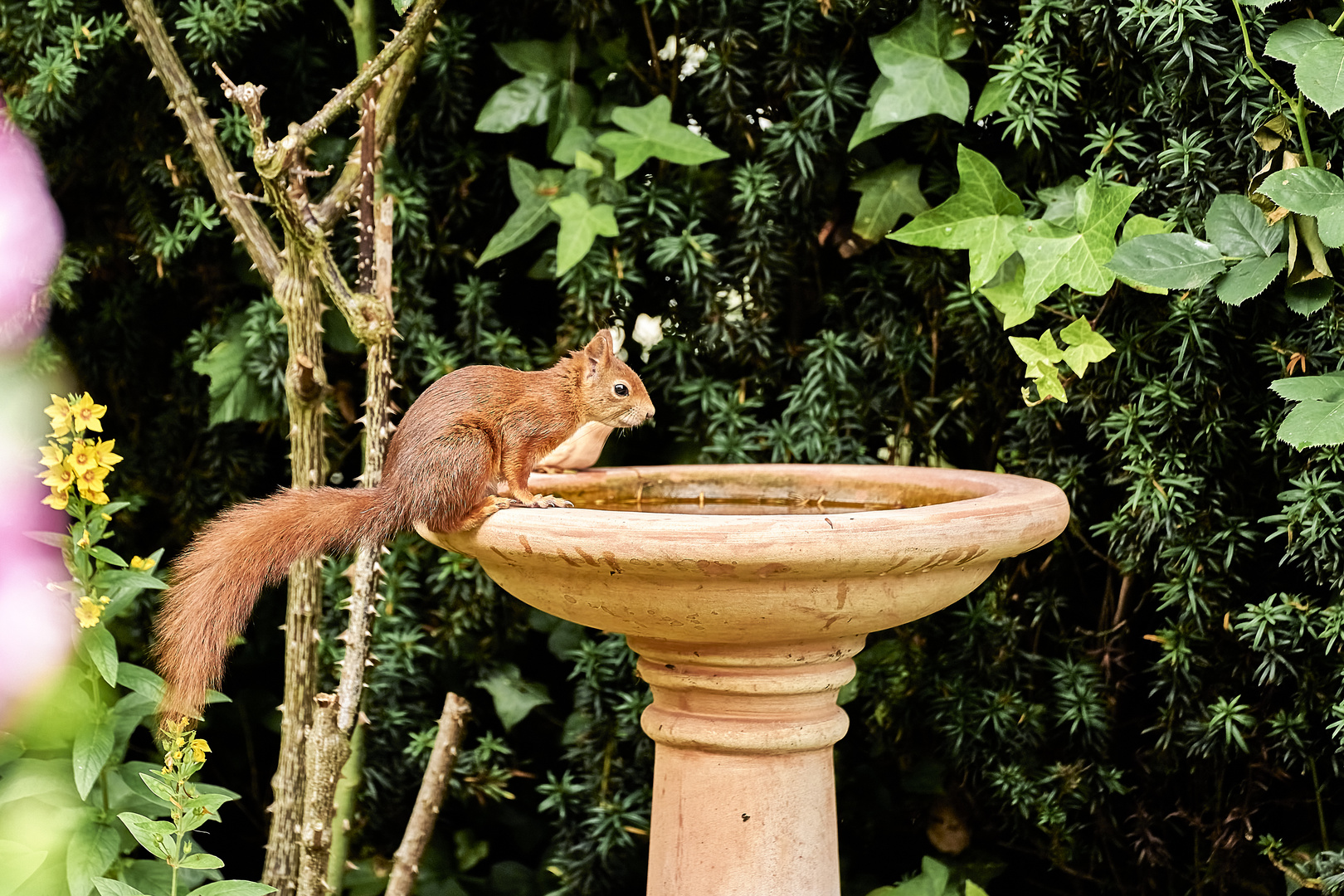 Besuch am Vogelbad