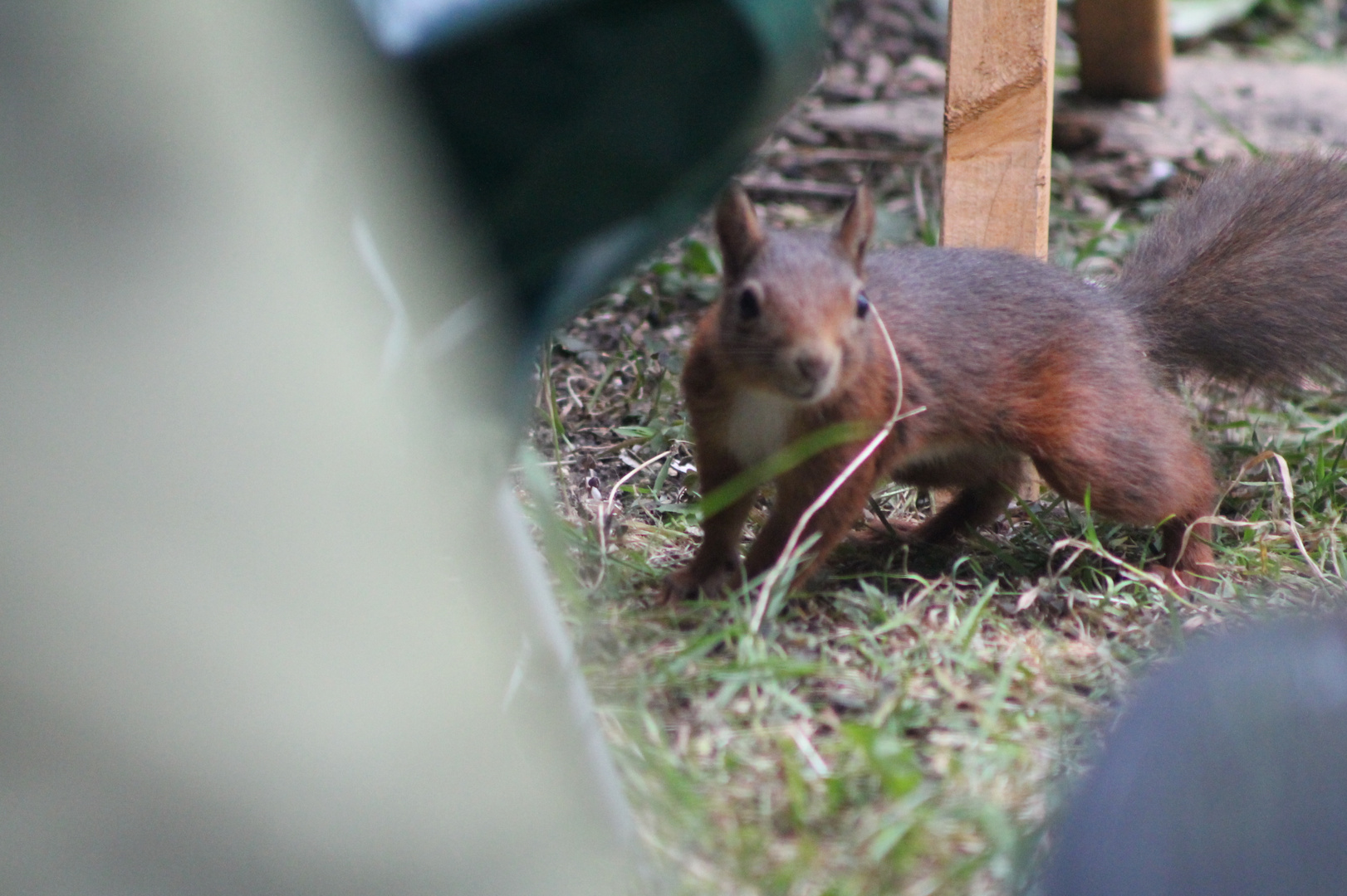 Besuch am Vogelfutterhaus