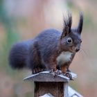 Besuch am Vogelhaus