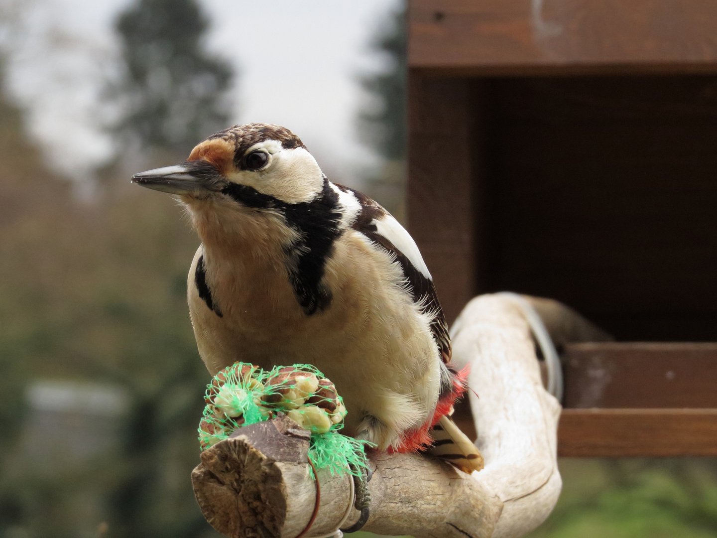 Besuch am Vogelhaus