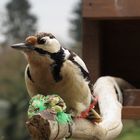 Besuch am Vogelhaus