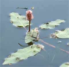 Besuch am Wasser