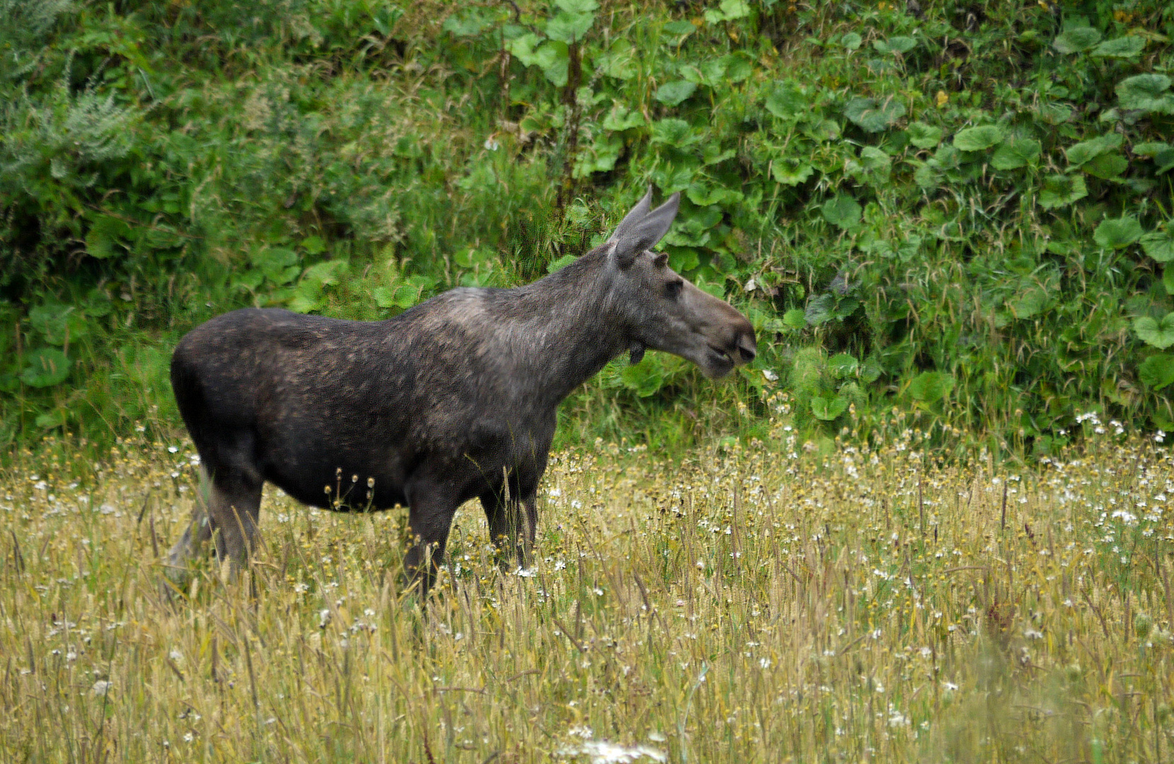 Besuch am Wegesrand...................