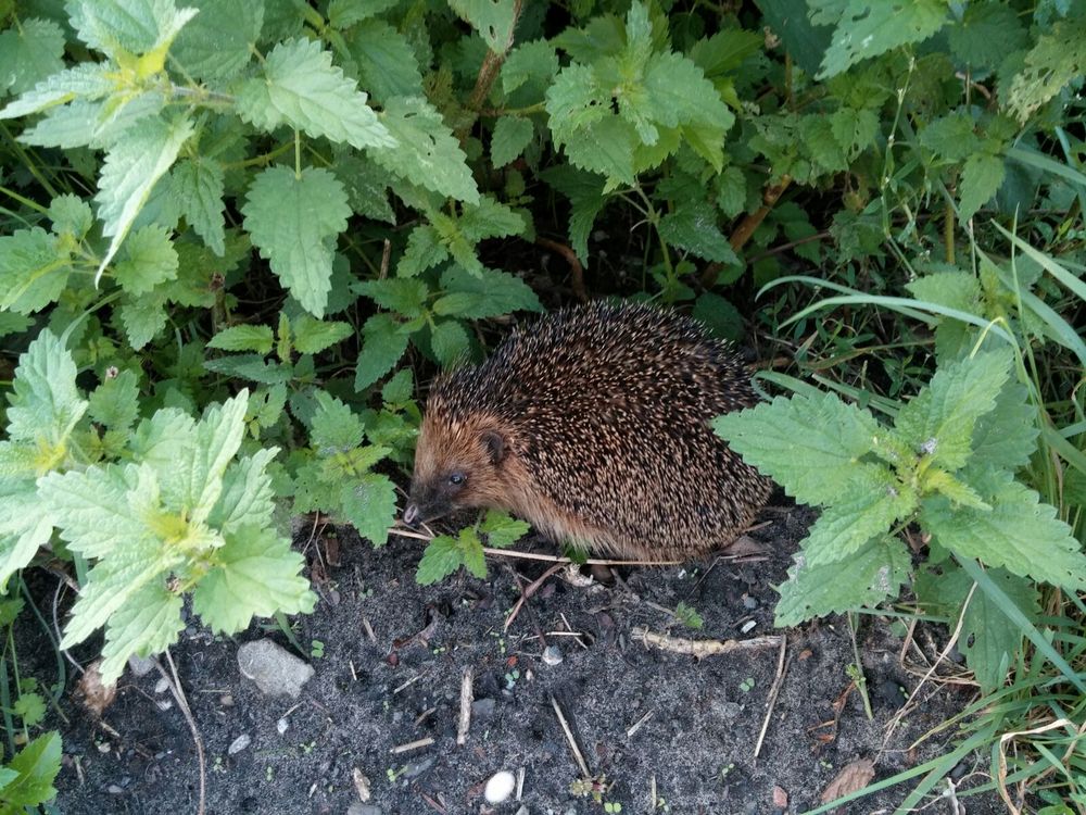 Besuch am Wegesrand