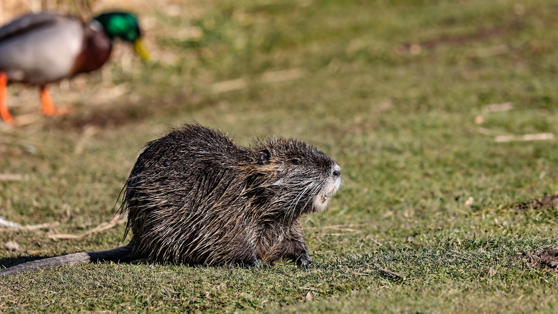 Besuch am Weiher  2022-03-28