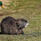 Besuch am Weiher  2022-03-28