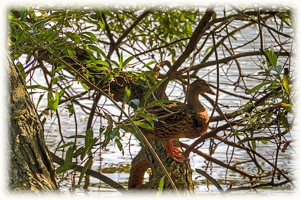 Besuch am Weiher - 3 -