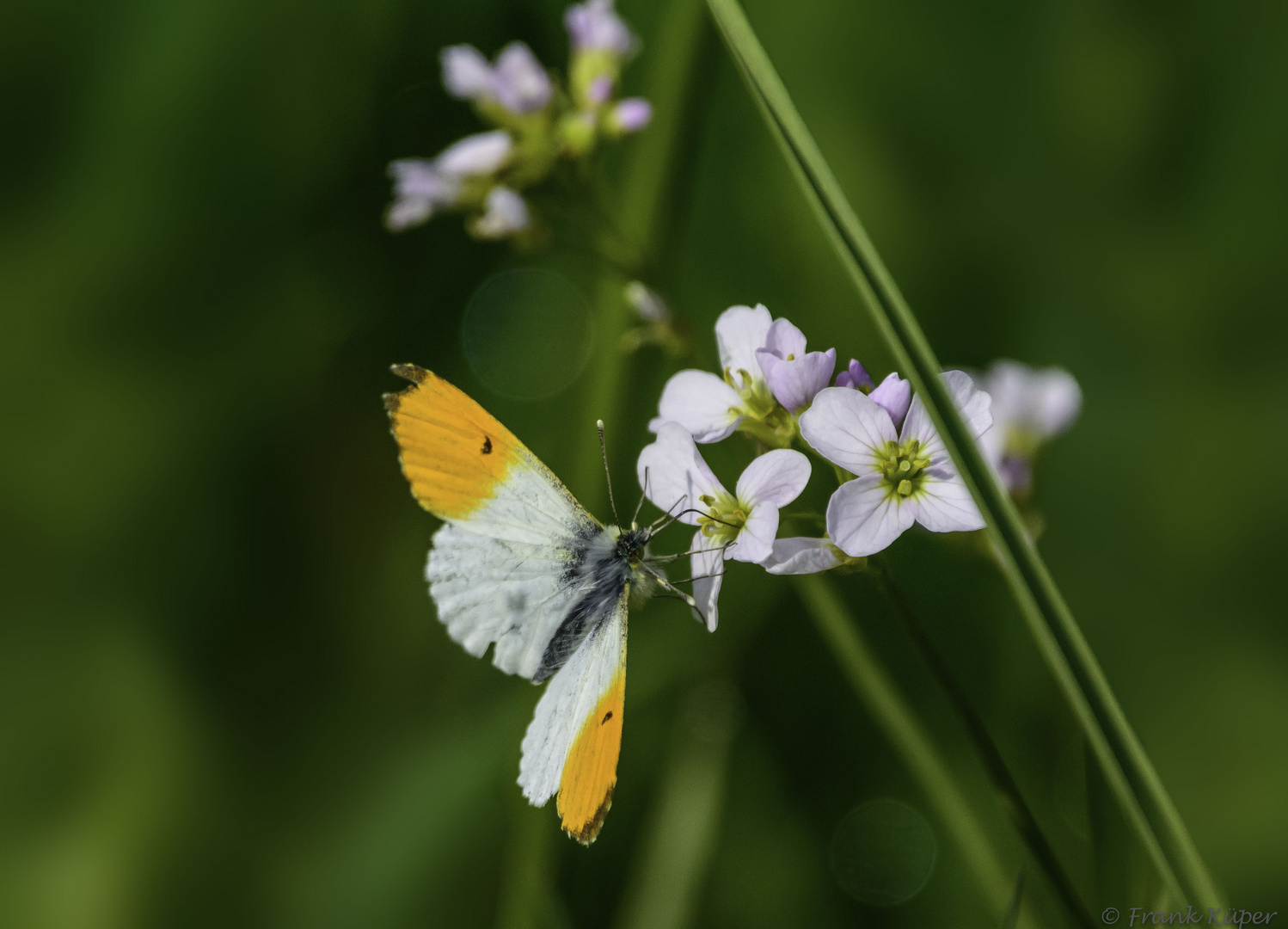 Besuch am Wiesenschaumkraut