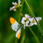 Besuch am Wiesenschaumkraut