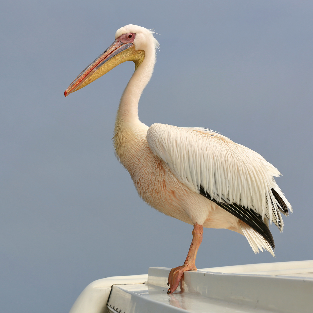 Besuch an Bord