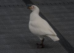 Besuch an Bord  DSC_0684