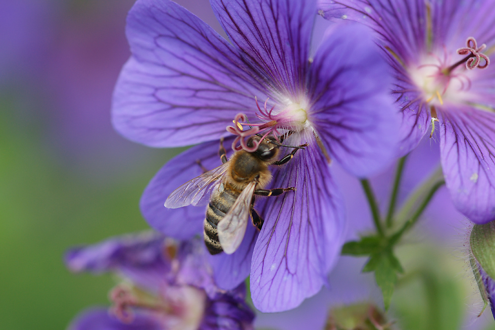 Besuch an der Blüte