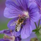 Besuch an der Blüte